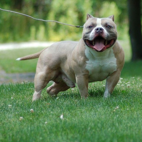 Sire