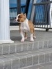 Codigo Creek's Goodluck Chuck