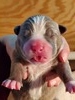 Female 2 (blue brindle)