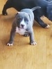 Male 2 (blue)